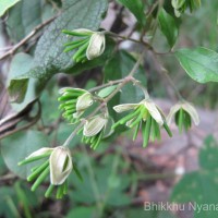 Clematis zeylanica (L.) Poir.